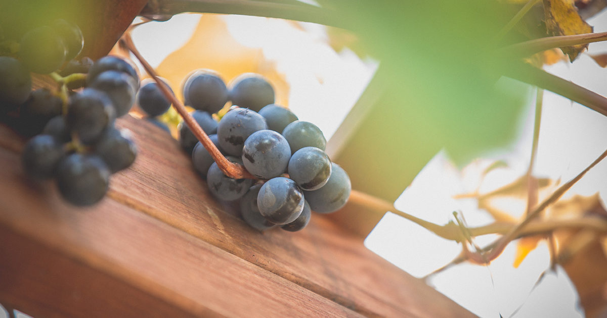 Visiting Info Lake Erie Wine Country