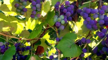 Grapes on a vine