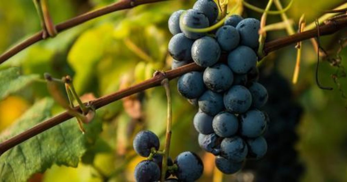 Harvest Weekend 2 Lake Erie Wine Country