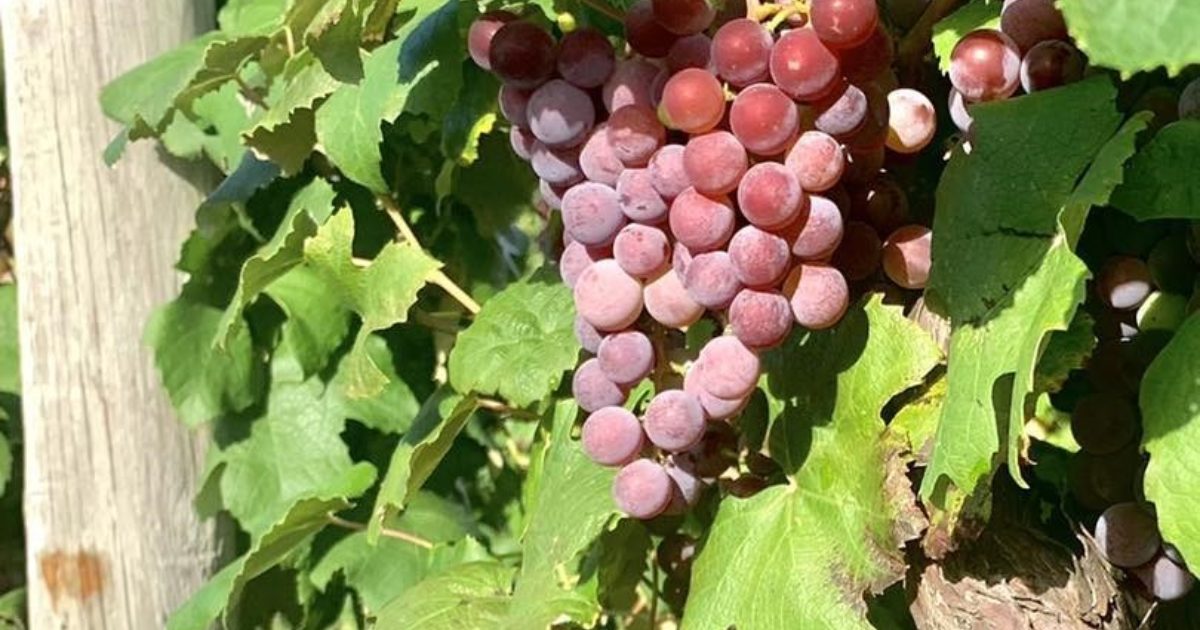 Harvest Weekend 1 Lake Erie Wine Country