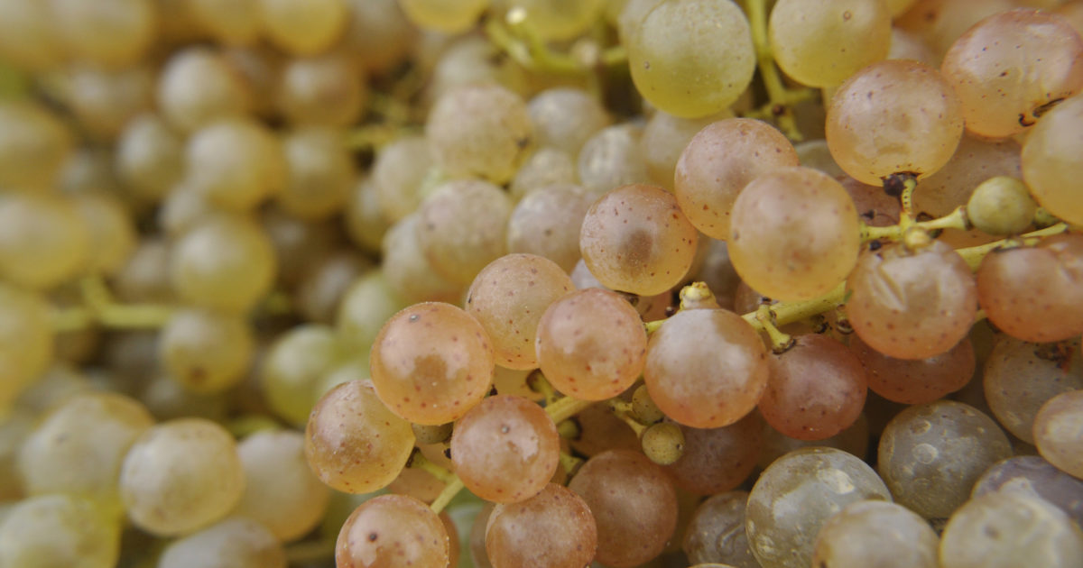 Great Grape Walk Lake Erie Wine Country