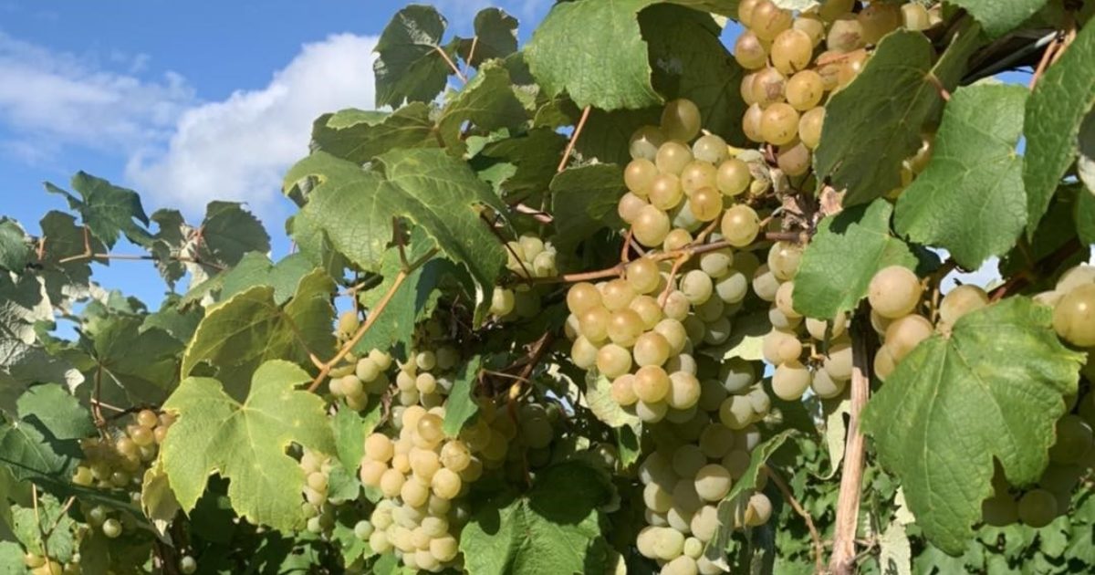 Harvest Weekend 2 Lake Erie Wine Country