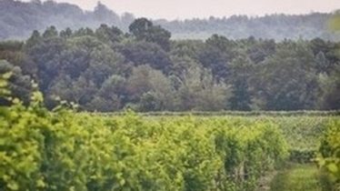 Farm to Table Dinner - Summer Celebration