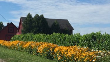 Sunday Morning Vineyard Walk