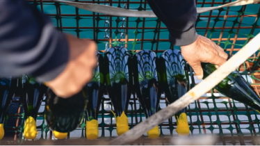 Underwater Sparkling Wine Retrieval