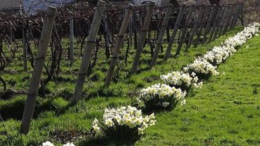 Saturday Morning Vineyard Walk