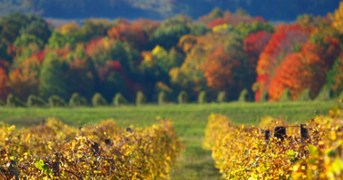 Great Grape Walk Lake Erie Wine Country